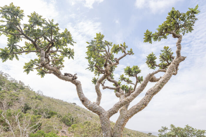 Boswellia ameero