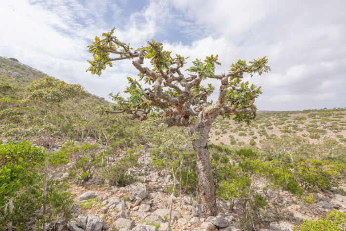 Boswellia ameero