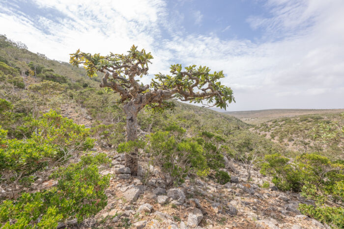 Boswellia ameero