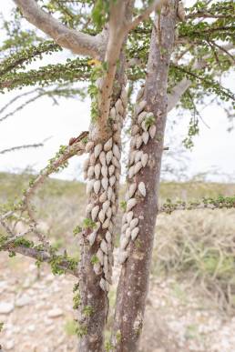 Bark snails (Achatinelloides)