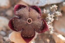 Persian Carpet Flower (Edithcolea grandis)