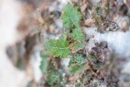 Boswellia hesperia