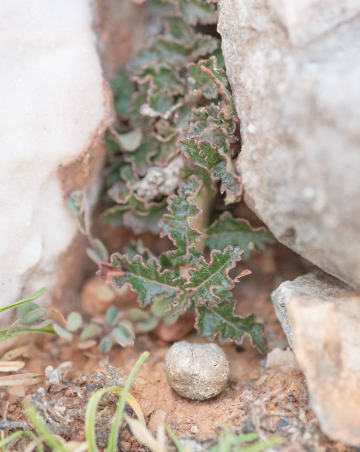 Boswellia hesperia