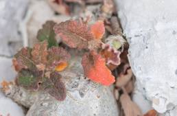 Boswellia hesperia