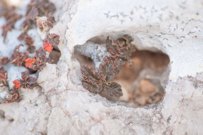 Boswellia hesperia