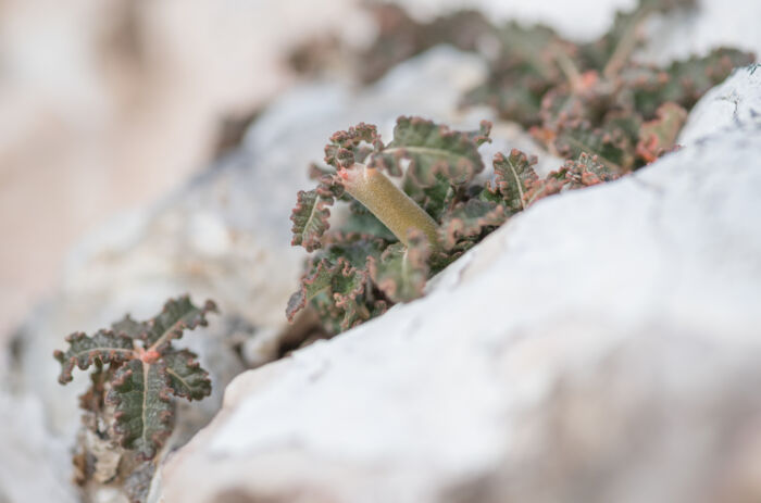 Boswellia hesperia