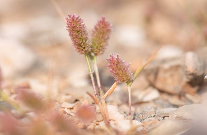 Socotra plant (Poaceae)