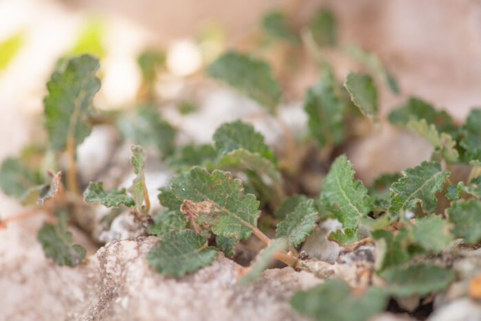 Boswellia hesperia