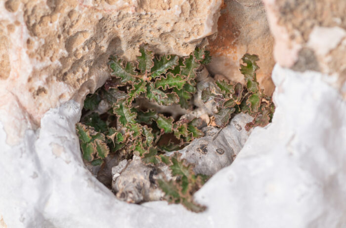 Boswellia hesperia