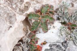 Boswellia hesperia