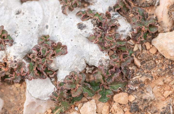 Boswellia hesperia