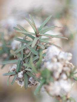 Euphorbia marie-cladieae