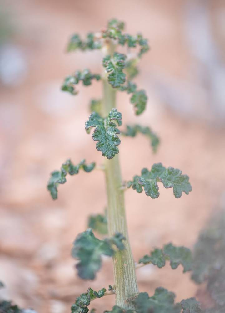 Boswellia hesperia