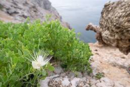 Cartilage Caper (Capparis cartilaginea)