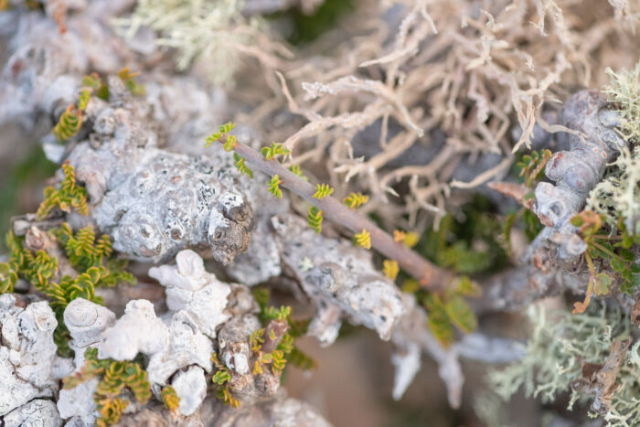 Commiphora planifrons