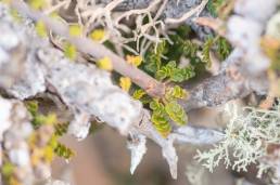 Commiphora planifrons