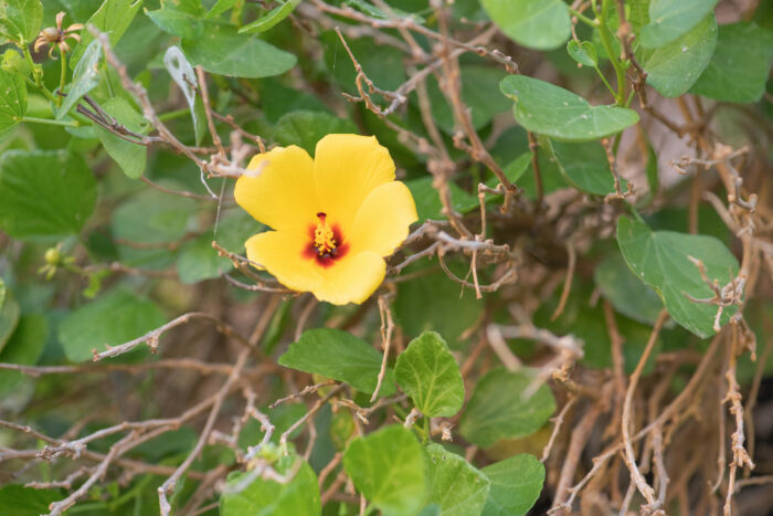 Hibiscus quattenensis