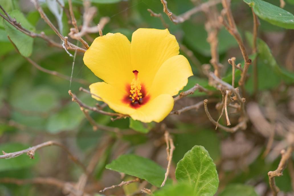 Hibiscus quattenensis