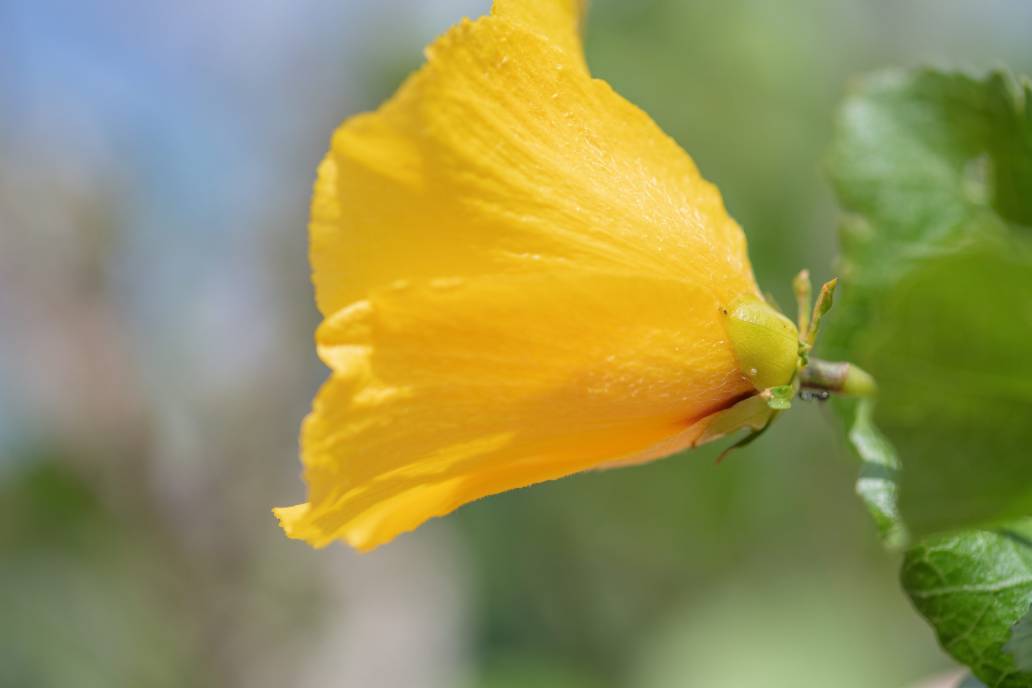 Hibiscus quattenensis