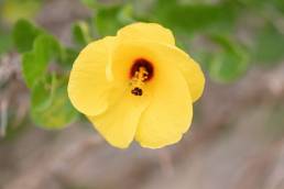 Hibiscus quattenensis