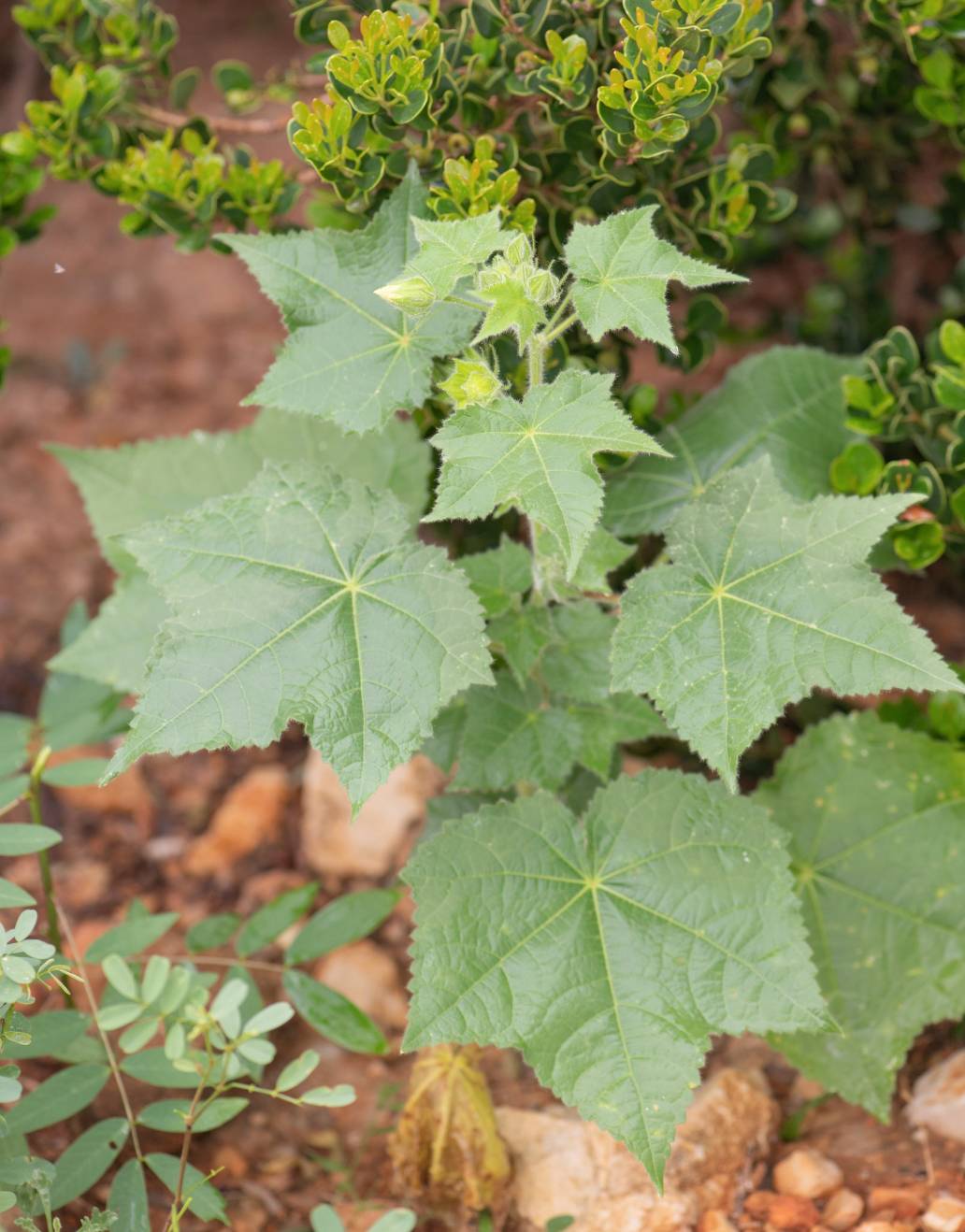 Wineleaf Hibiscus (Hibiscus vitifolius)