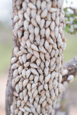 Bark snails (Achatinelloides)