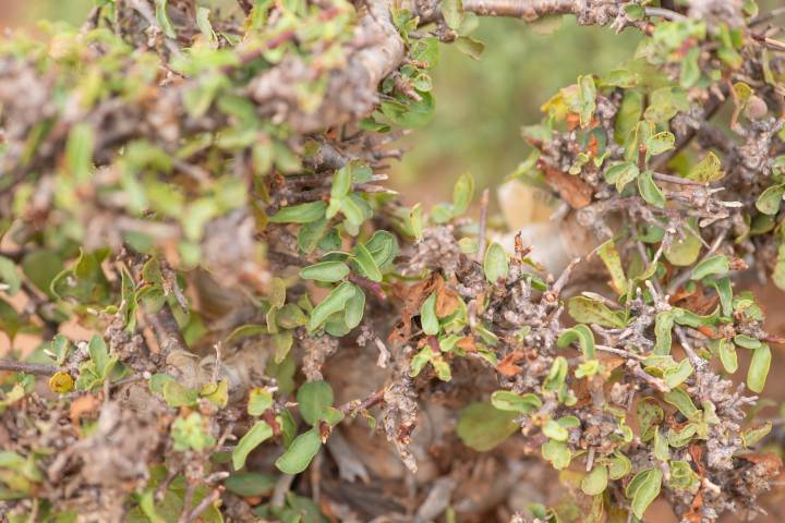 Commiphora kua