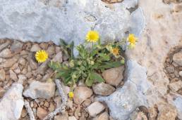 Socotra plant (Pulicaria)