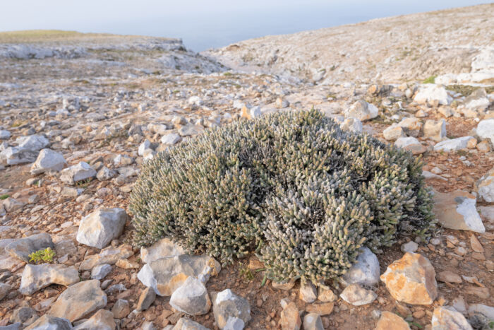 Euphorbia mtolohensis