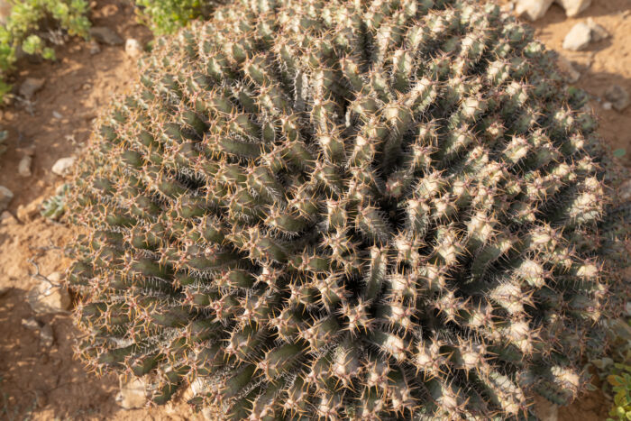 Euphorbia spiralis