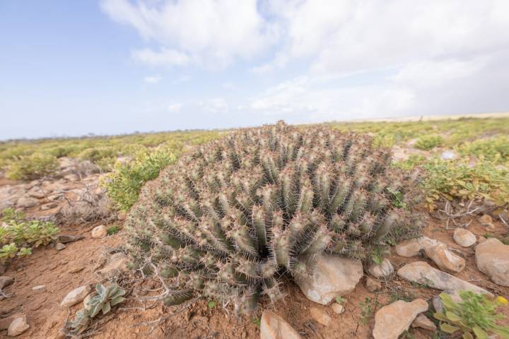 Euphorbia spiralis