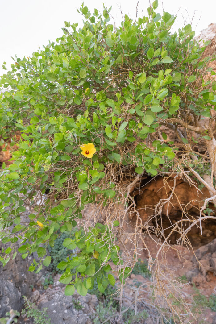 Hibiscus quattenensis