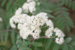 Rogn (Sorbus aucuparia)