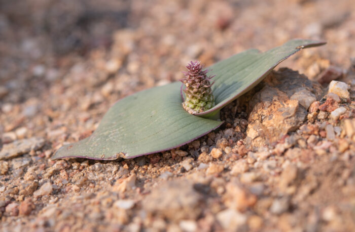 Cape plant (Lachenalia)