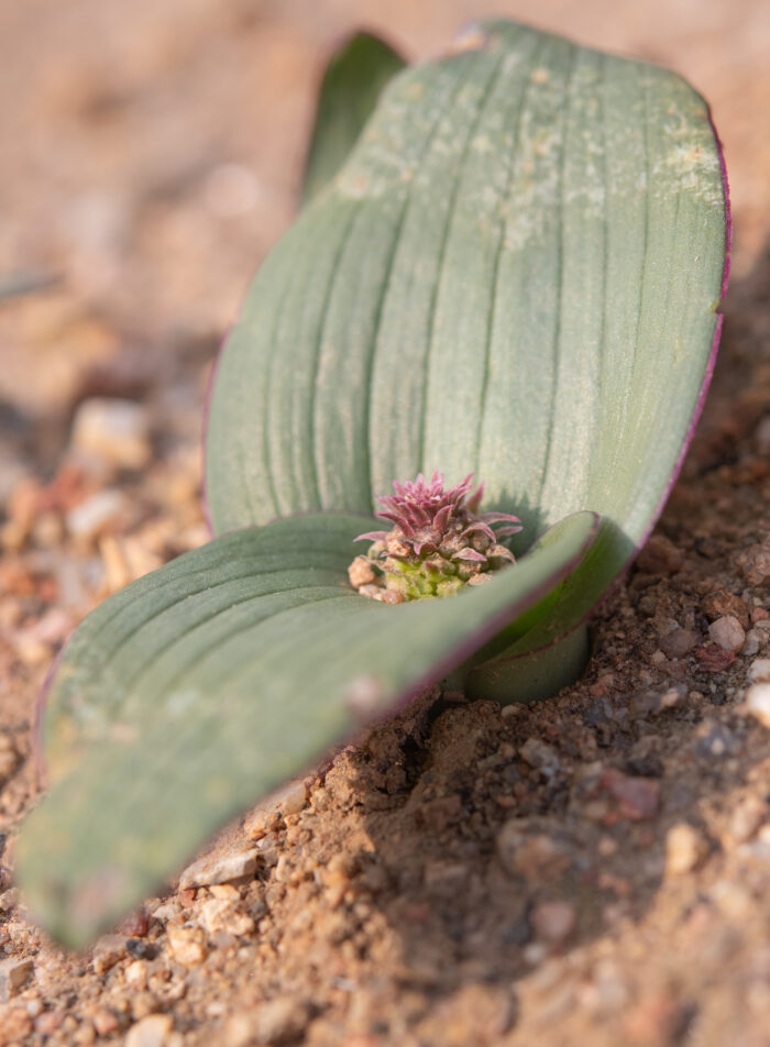 Cape plant (Lachenalia)