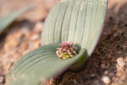 Cape plant (Lachenalia)