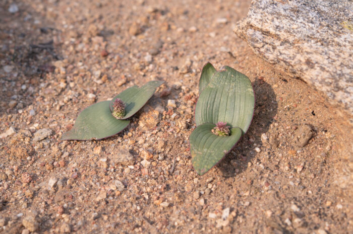 Cape plant (Lachenalia)