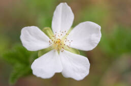 Multe (Rubus chamaemorus)