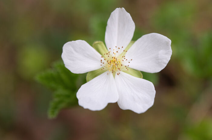 Multe (Rubus chamaemorus)