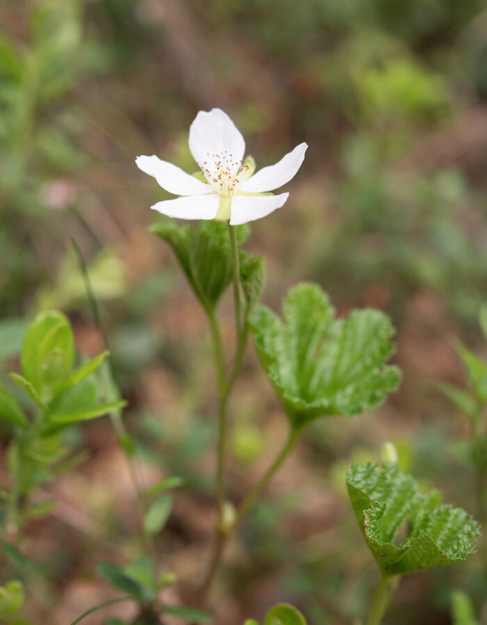 Multe (Rubus chamaemorus)