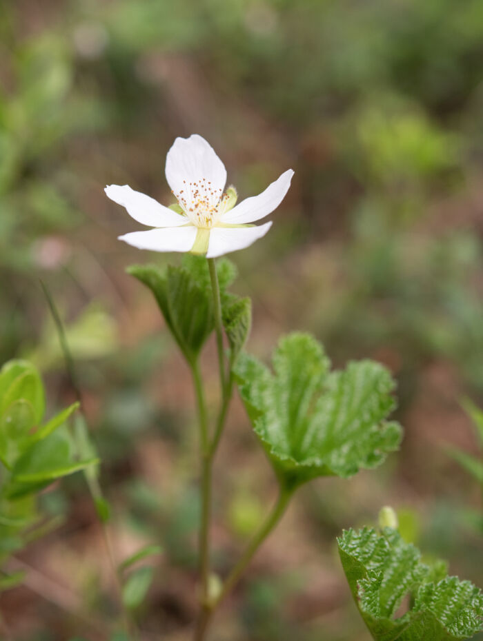 Multe (Rubus chamaemorus)