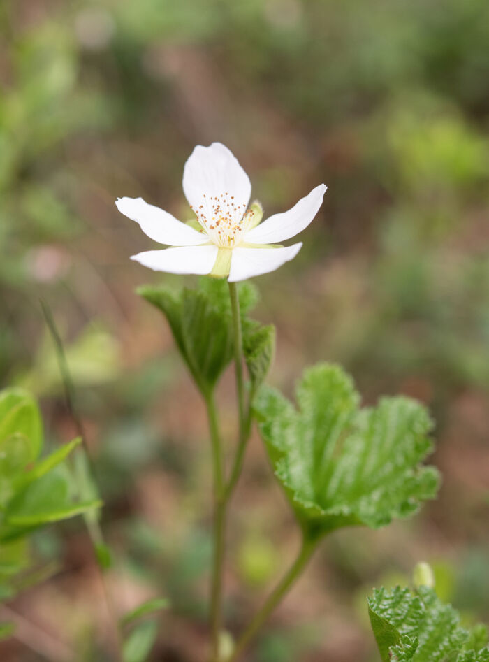 Multe (Rubus chamaemorus)