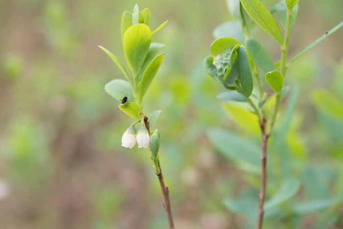 Blokkebær (Vaccinium uliginosum)