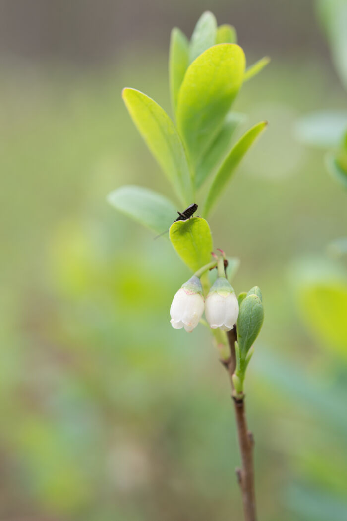 Blokkebær (Vaccinium uliginosum)