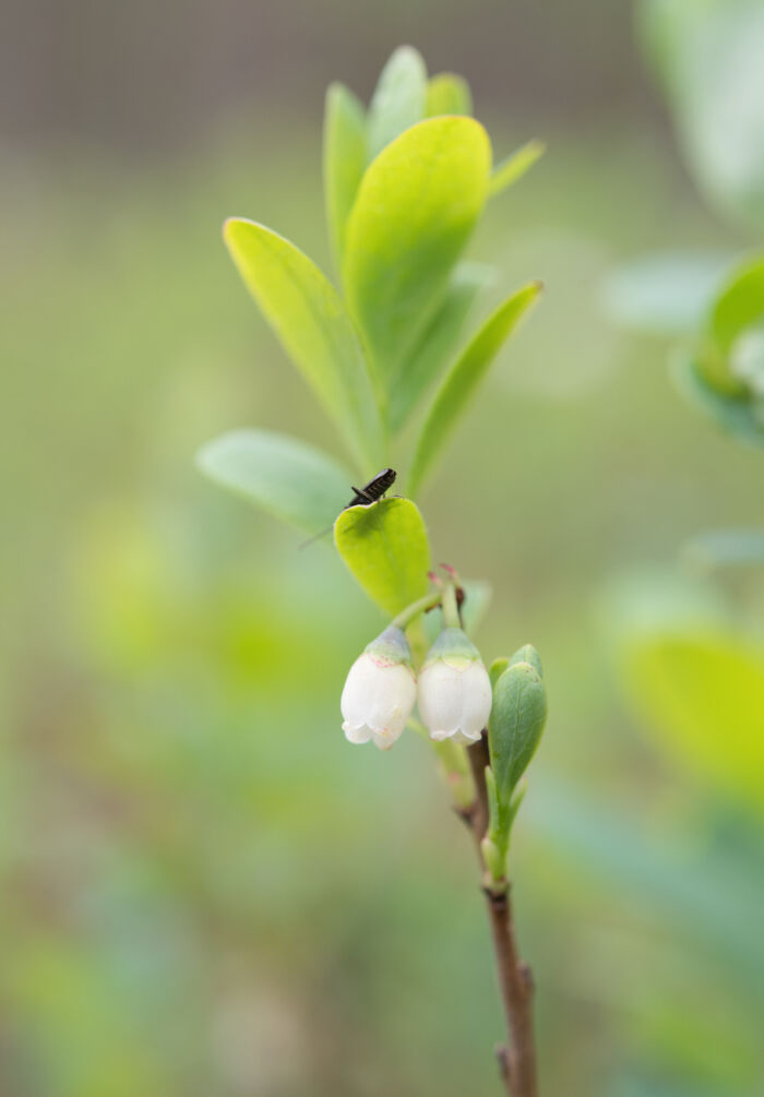 Blokkebær (Vaccinium uliginosum)