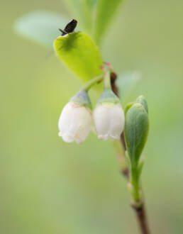 Blokkebær (Vaccinium uliginosum)