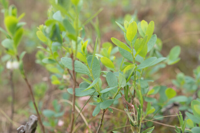 Blokkebær (Vaccinium uliginosum)