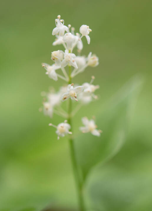 Maiblom (Maianthemum bifolium)