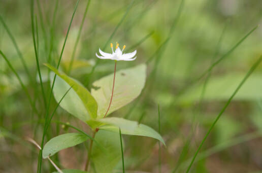 Skogstjerne (Lysimachia europaea)