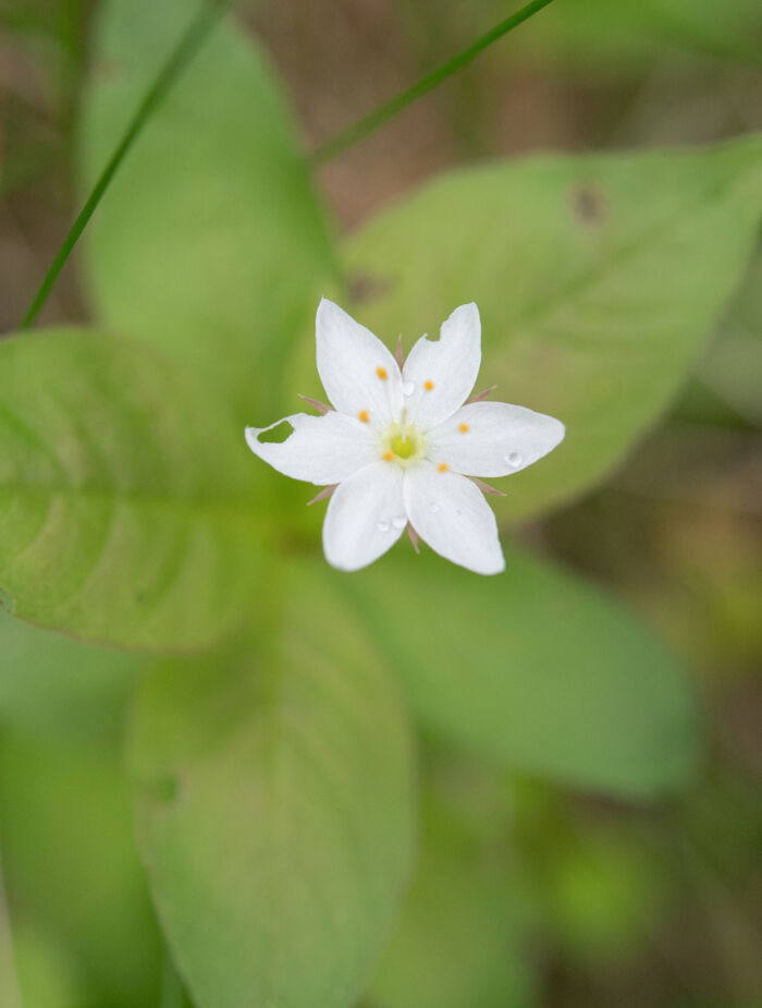 Skogstjerne (Lysimachia europaea)